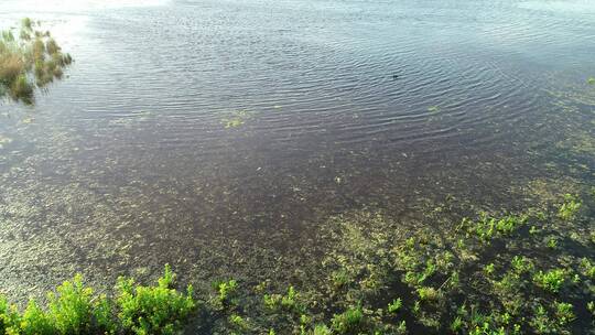 草原湿地航拍鸿雁