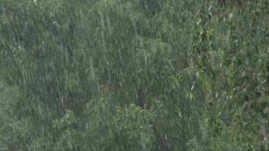 大雨拍打的树叶慢动作视频素材模板下载