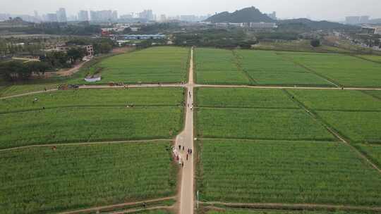 深圳光明小镇欢乐田园油菜花田