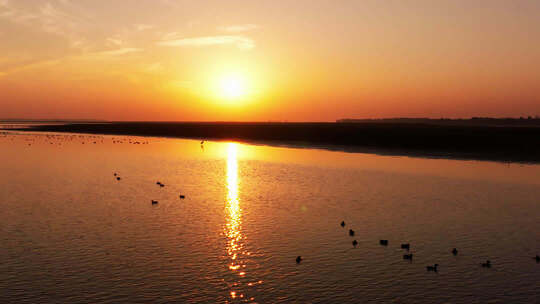 湖面夕阳下的群鸟景观