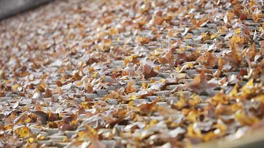 秋天屋顶上的落叶