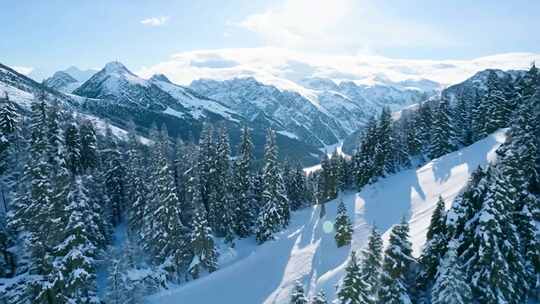 雪山森林的壮丽景象