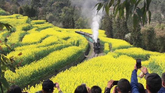 春天嘉阳小火车油菜花田