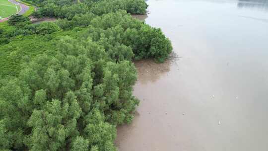 深圳湾边的无瓣海桑树航拍