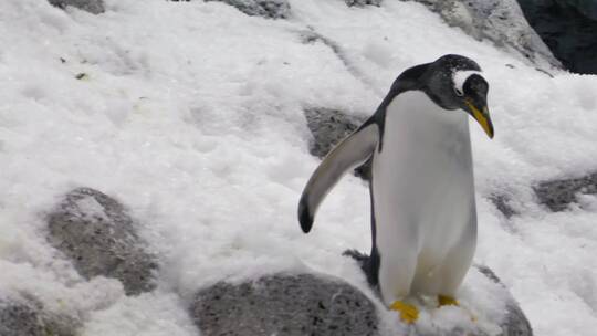 企鹅在雪地中奔跑