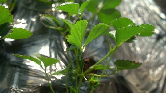 凤梨草莓 草莓 草莓叶 草莓幼苗 植物 水果