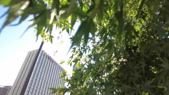 城市阳光穿过树叶子唯美风景视频素材
