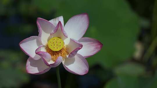 夏天池塘荷花莲花开放夏至立夏