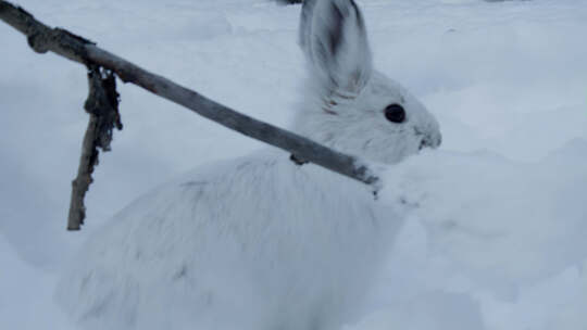雪地兔子