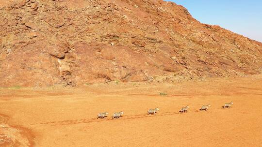 航拍沙漠中奔跑的斑马