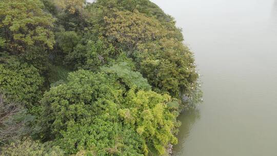 江岸树林航拍