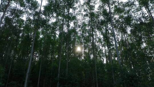 阳光下森林风吹树林大风吹树叶风吹丛林树枝