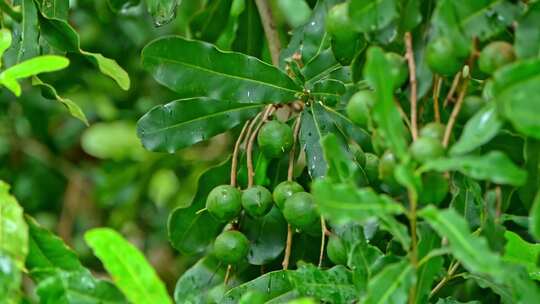 澳洲坚果 夏威夷果