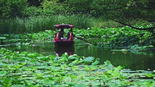 夏季荷塘湖面游船摇橹船赏荷花荷叶