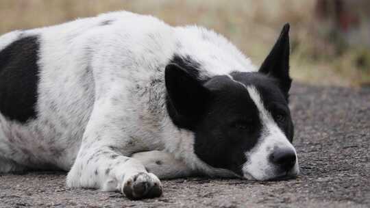 中华田园犬