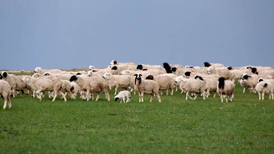 内蒙大草原放羊羊群吃草 牧羊养殖绵羊