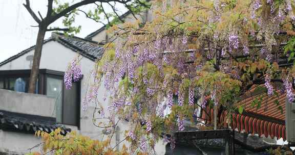 春天江南古建屋面屋檐花朵盛开唯美特写