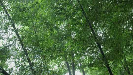 下雨天竹林景观特写，竹节挺拔竹叶繁茂