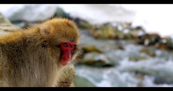 雪山上猴子在温泉里面洗澡取暖