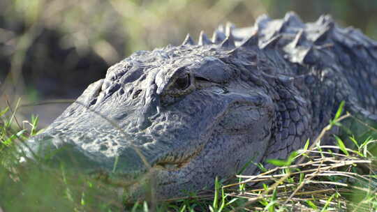 佛罗里达州湖岸上的美洲短吻鳄湿地爬行动物