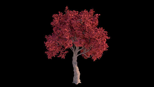 风中的红树循环阿尔法