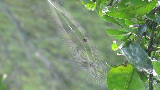 野外蜘蛛织网