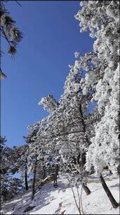 银装素裹，雪松玉树