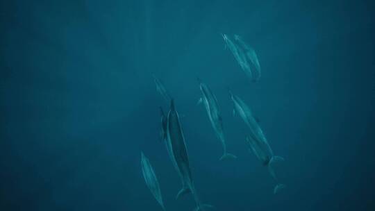 海豚在海里漂浮