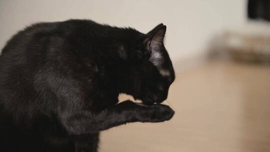 舔爪子的黑猫视频素材模板下载