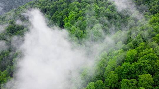 云雾缭绕的山林景观