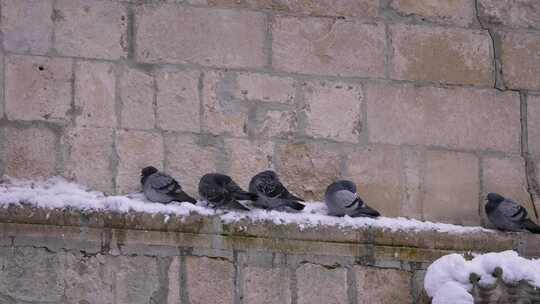意大利阿布鲁佐瓜达格勒，冬天，鸽子挤在砖
