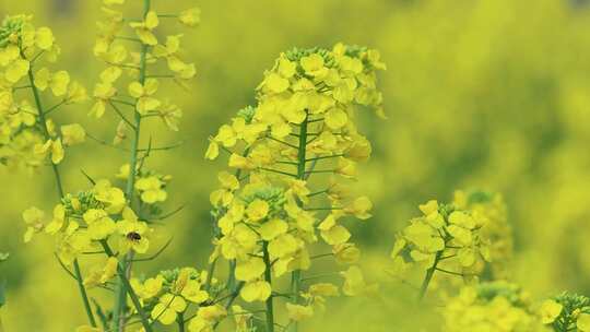 春天黄色油菜花