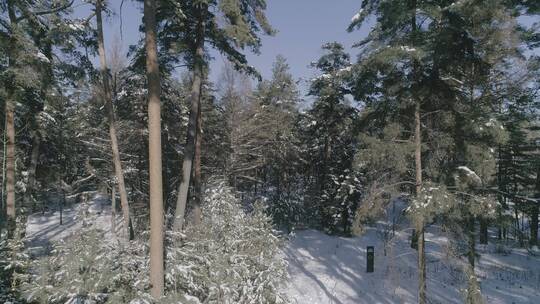 冬季长白山红松原始森林雪景航拍