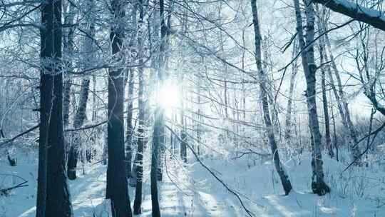 唯美雾凇雪松森林雪景