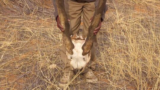 男人在非洲平原捡起了动物头骨