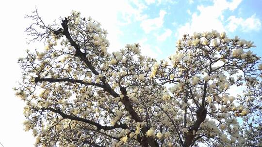 春分时节，樱桃园花满枝头，春意盎然视频素材模板下载