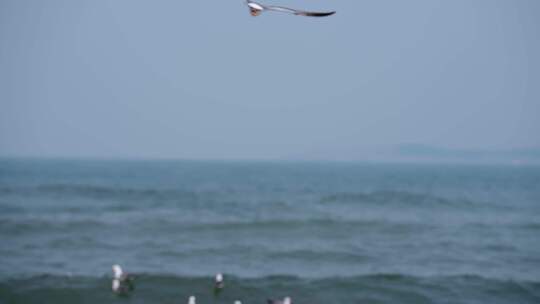 海面海浪上飞翔的海鸥