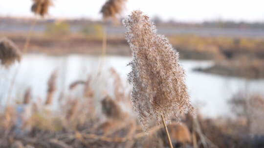 芦苇 禾本科 花 干芦苇 被子植物 芦苇毛