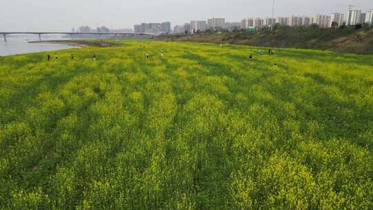 航拍长沙江边油菜花地