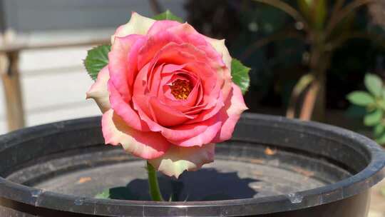 盆栽月季花特写