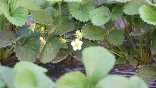 草莓园 农田 农业作物 水果 绿色植物 温室