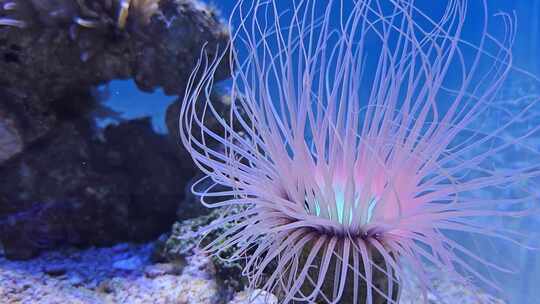 海底世界水族馆海葵珊瑚