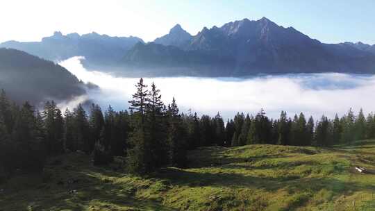 奥地利阿尔卑斯山自然高山景观中放牧奶牛的