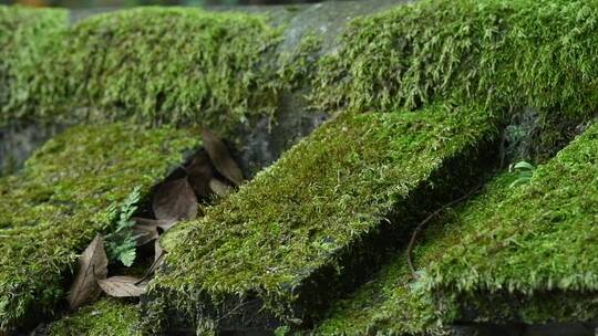 天台山国清寺建筑视频