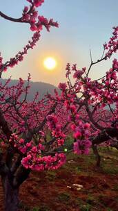 希望和某人一起去看一次花海，日落风景