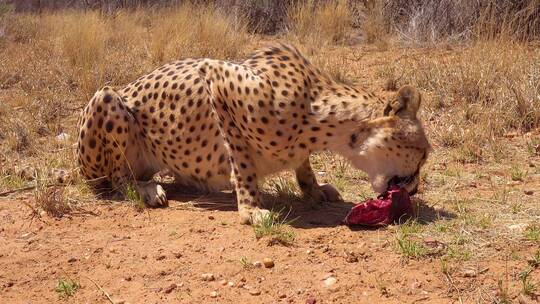 一只美丽的猎豹在非洲平原上吃新鲜的红肉视频素材模板下载