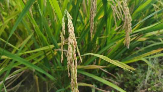 农业种植水稻实拍