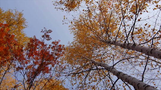 深秋仰拍树林蓝天 微风中的金色树叶