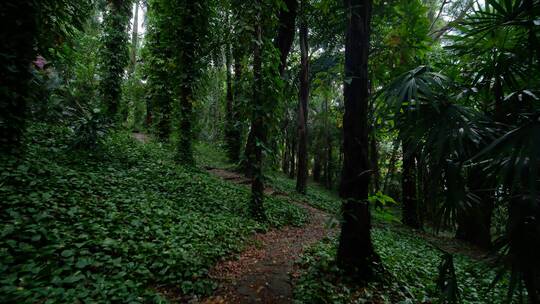 阴暗潮湿的热带雨林