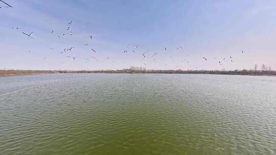 穿越机航拍渔业养殖飞鸟群栖息地池塘